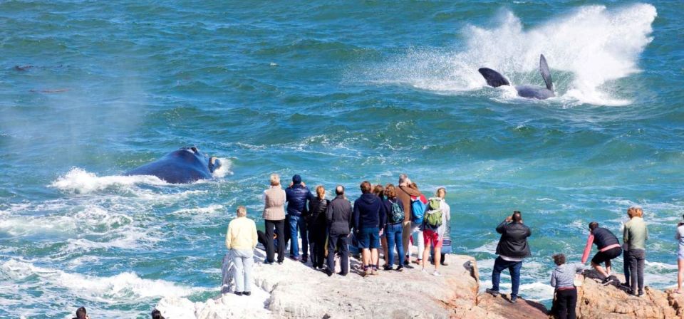 Private Tour: Hermanus- Boat Based Whale Watching Experience - Tour Overview and Pricing