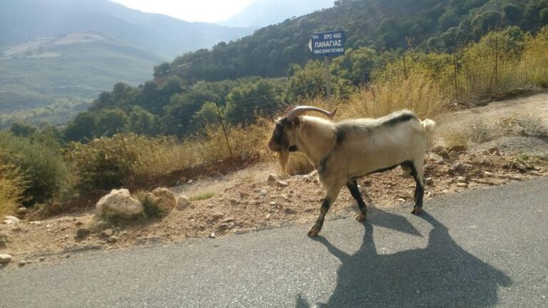 Private Tour Lasithi Zeus Cave Olive Oil Factory &Shepherd