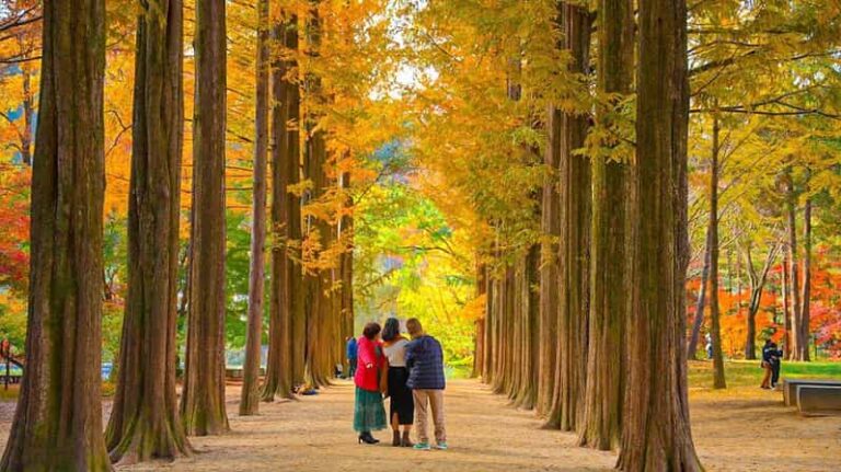 [Private Tour] Nami Island+Morning Calm Garden+Petite France