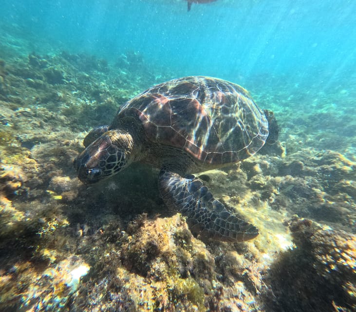 Private Tour PAMILACAN Island Turtle & Dolphin Watching