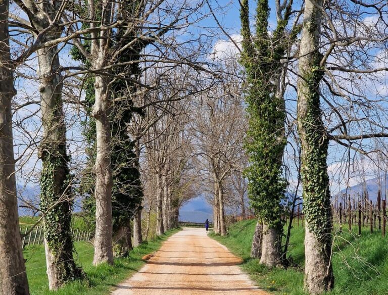 Prosecco Hills Bike Tour From Venice