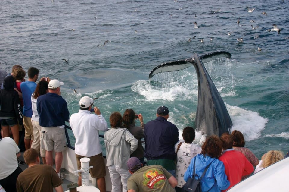 Provincetown: Whale Watching Cruise - Activity Overview