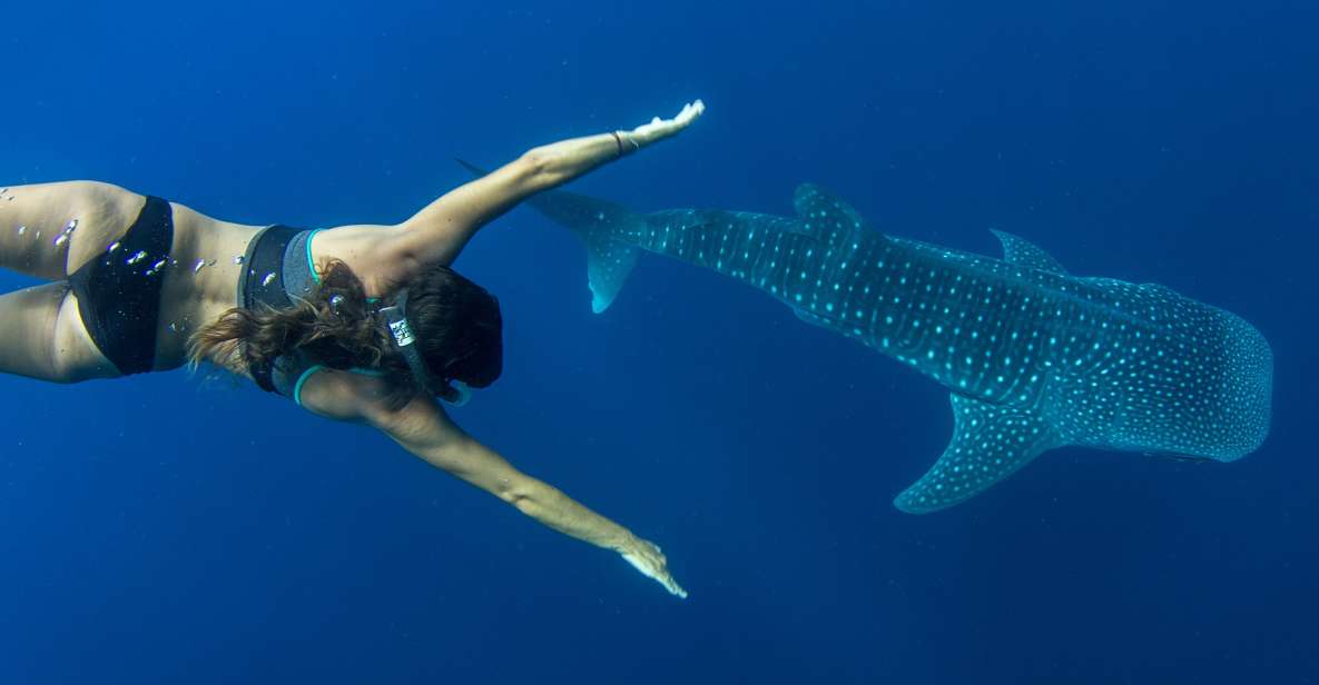 Puerto Princesa: Swim With Whale Sharks Boat Cruise - Activity Overview