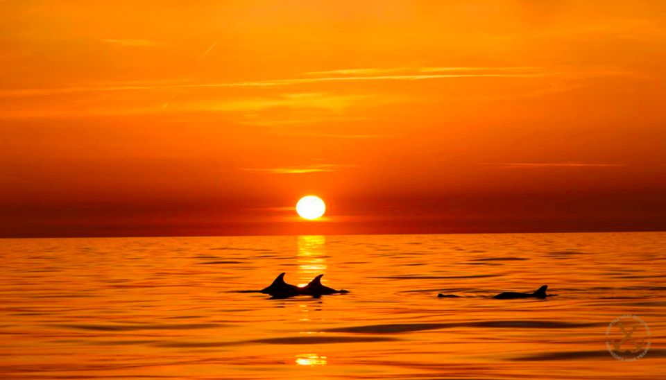 Pula: National Park Brijuni Dolphin Cruise With Dinner - Tour Overview and Details