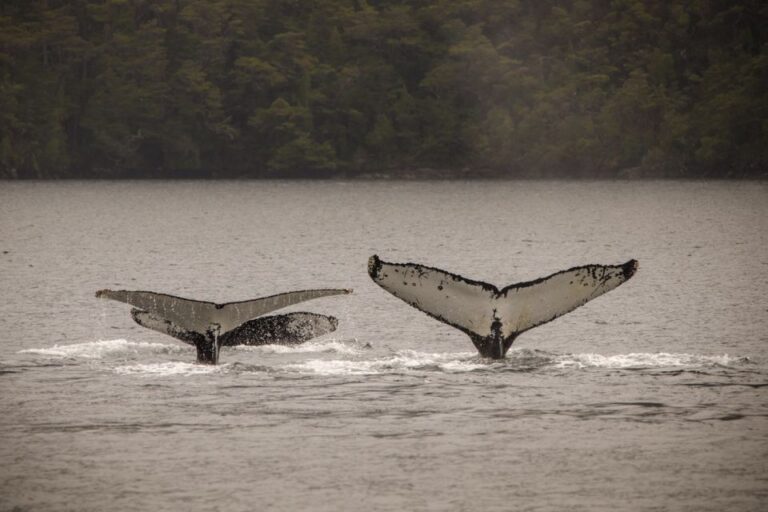 Punta Arenas: Full-Day Whales, Penguins, and Glaciers Tour