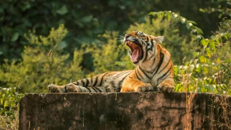 Ranthambore Safari Booking