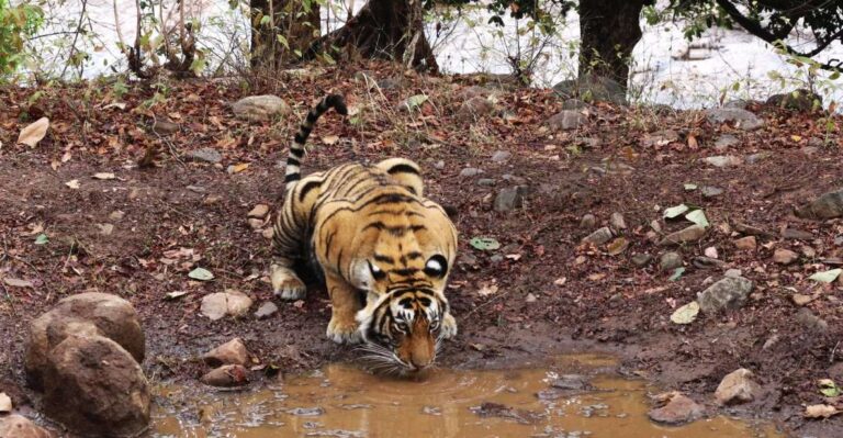 Ranthambore Safari by Canter ( 20 Seater Bus)