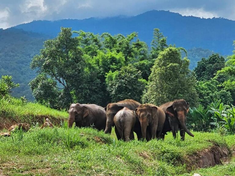 Rantong Elephant Sanctuary Chiangmai