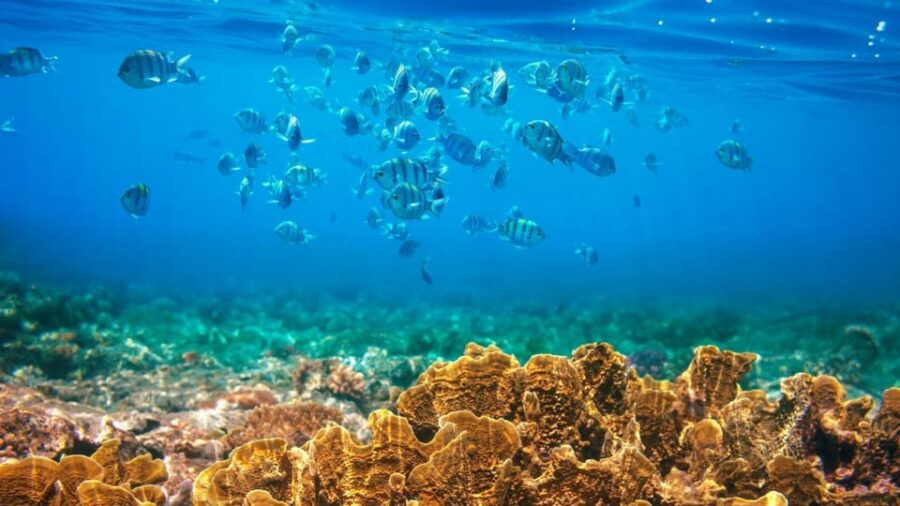 RedRiverTour-Discovery 3 Islets, Snorkeling &Fishing By Boat