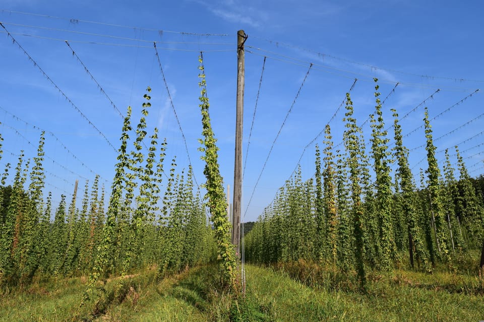 Regensburg: Holledau Scenic Drive and Hop Fields - Tour Overview