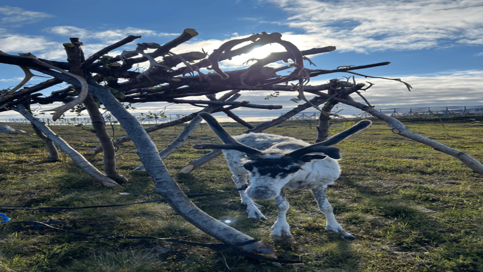 Reindeer and Stories: A Sami Cultural Adventure - Accessibility Information