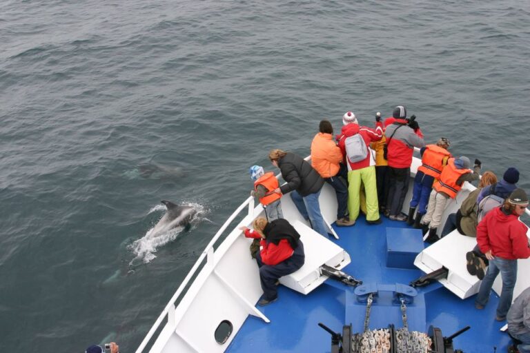 Reykjavik: 3-Hour Whale Watching Tour