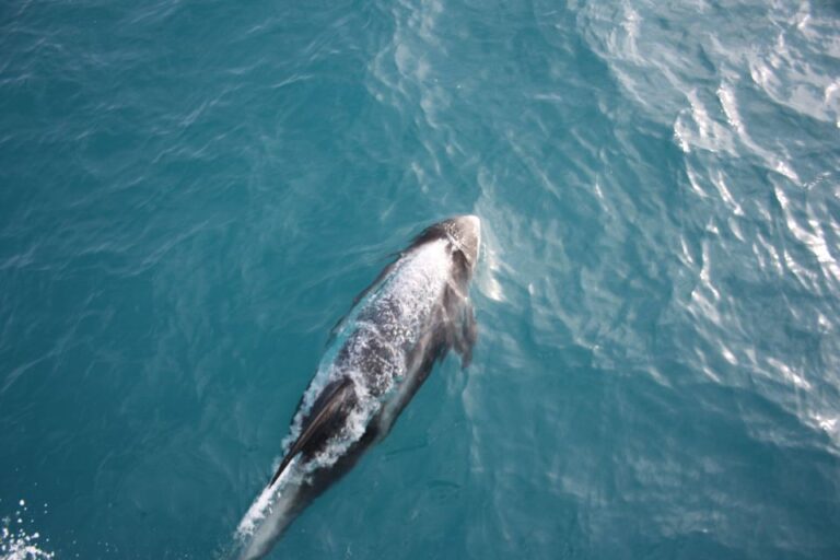 Reykjavik: Whale Watching in Faxaflói Bay & Live Lava Show