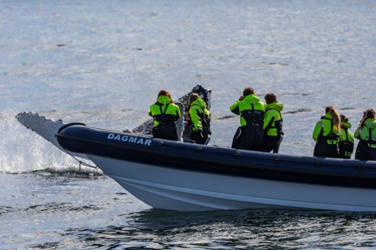 Reykjavik: Whale Watching Tour by RIB Boat