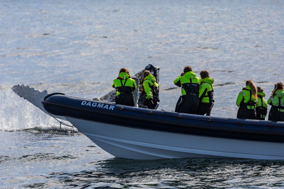 Reykjavik: Whale Watching Tour by RIB Boat - Overview of the Tour