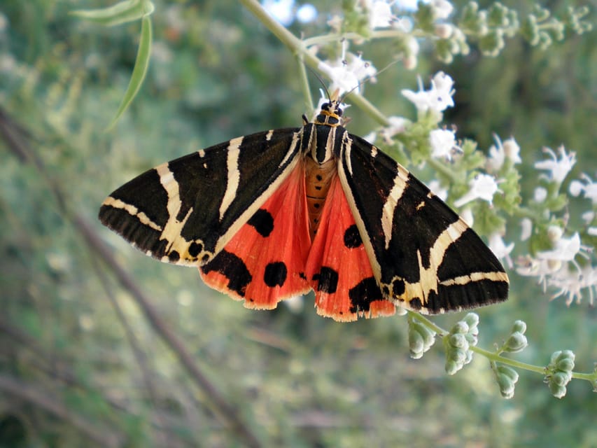 Rhodes: Butterfly Valley & Wine Tasting Tour (Small Group) - Tour Overview