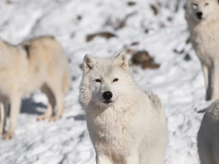 Rovaniemi: Arctic Animals Sleigh Rides and Wildlife Zoo