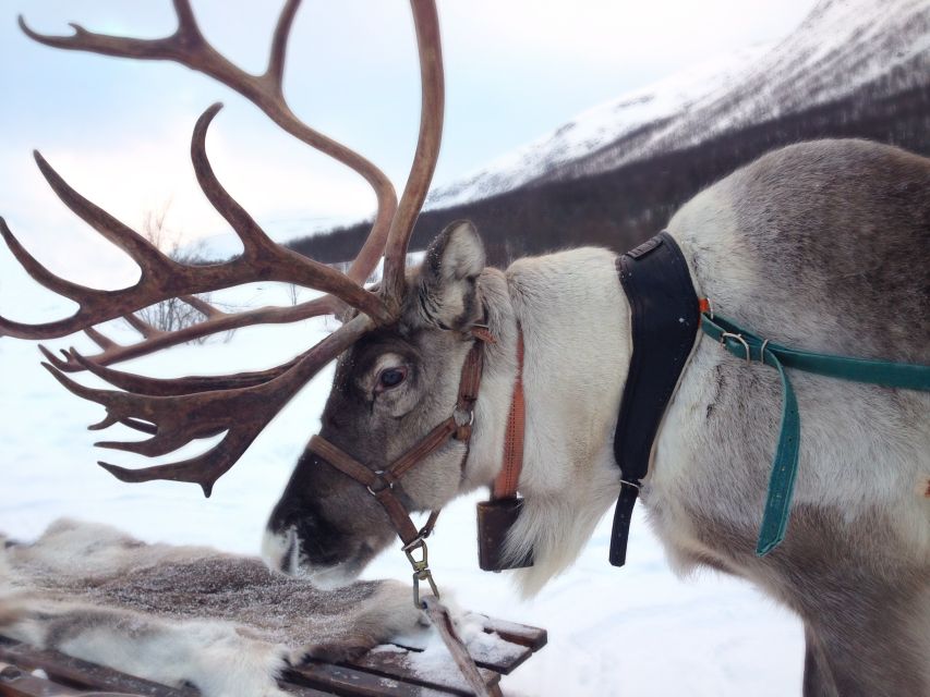 Rovaniemi: Authentic Reindeer Farm Visit and Sleigh Ride - Overview of the Experience