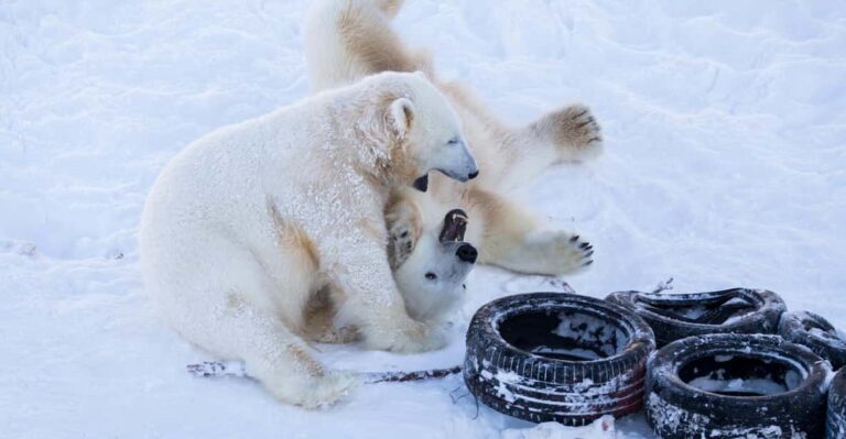 Rovaniemi: Day at Ranua Wildlife Park Arctic Zoo