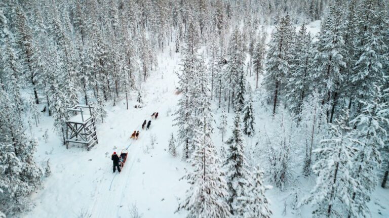 Rovaniemi: Husky Safari and Snowmobile Experience