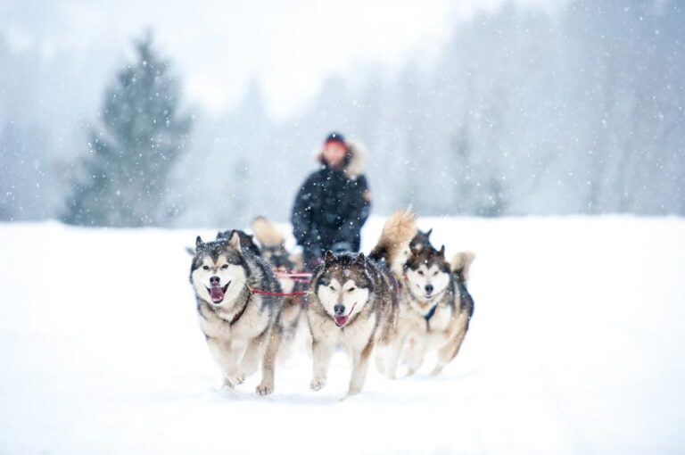 Rovaniemi: Husky Safari on a Snowy Trail