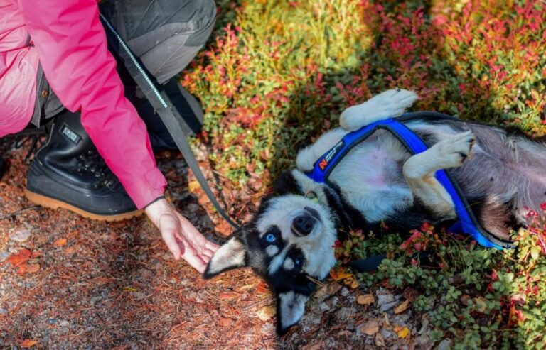 Rovaniemi: Husky Safari Tour & 6-10 Km Self-Driving Mushing