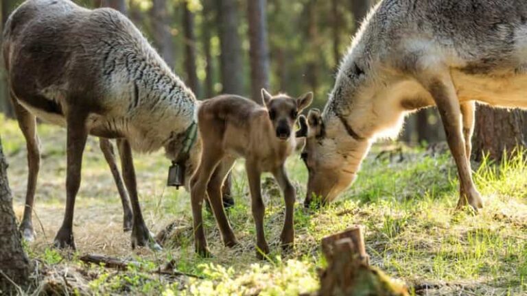 Rovaniemi: Reindeer Summer Farm Visit Tour