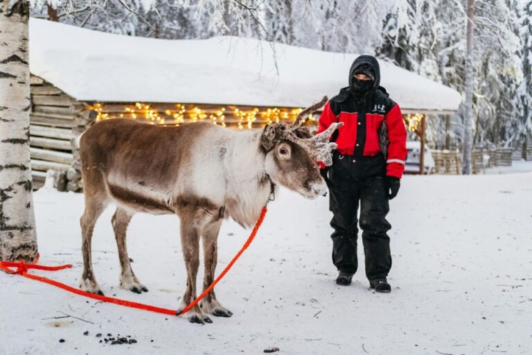 Rovaniemi: Snowmobile Safari, Reindeer & Husky Sleigh Ride