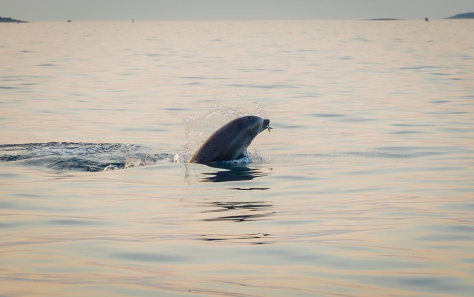 Rovinj: Sunrise Dolphins & Fishermen at Work Speedboat Tour - Tour Overview