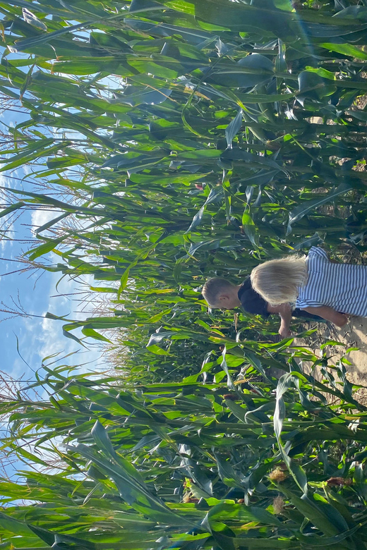 Rügen: Largest Corn Maze on the Island - Overview of the Maze Experience