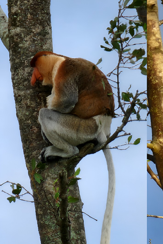 Sabah: Weston Wetland River Cruise Day Tour Ticket - Important Guidelines