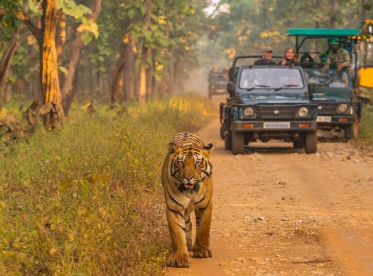 Safari Adventure in Bardia