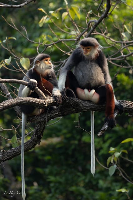 Safari - Finding the Most Endangered Monkey in the World - The Red Shanked Douc Langur