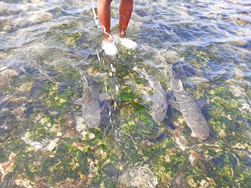 Sal Island: Private Shark Watching & Floating Experience