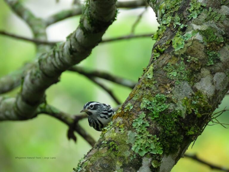 Salento: Birding Routes of the Raptors