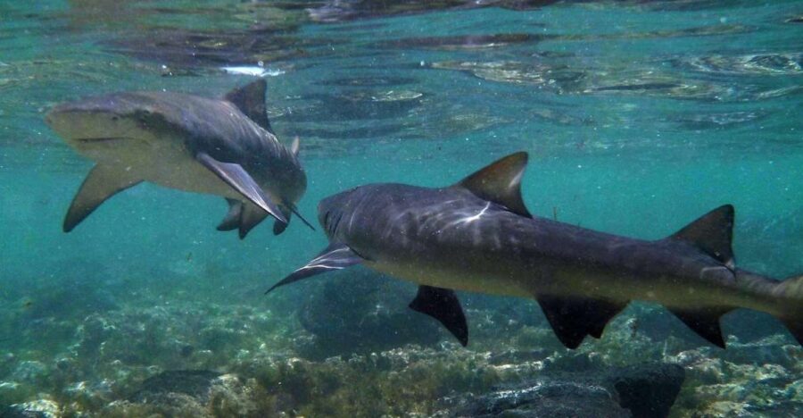 Salt Pans & Lemon Sharks Experience