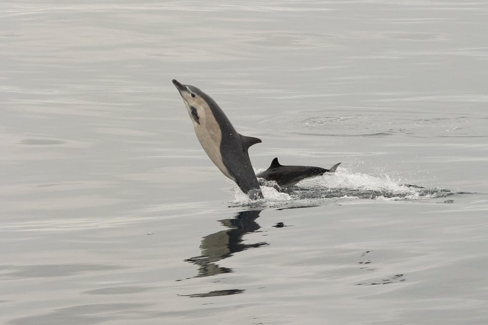 San Diego: Dolphin and Whale-Watching Sunset Cruise - Overview and Experience