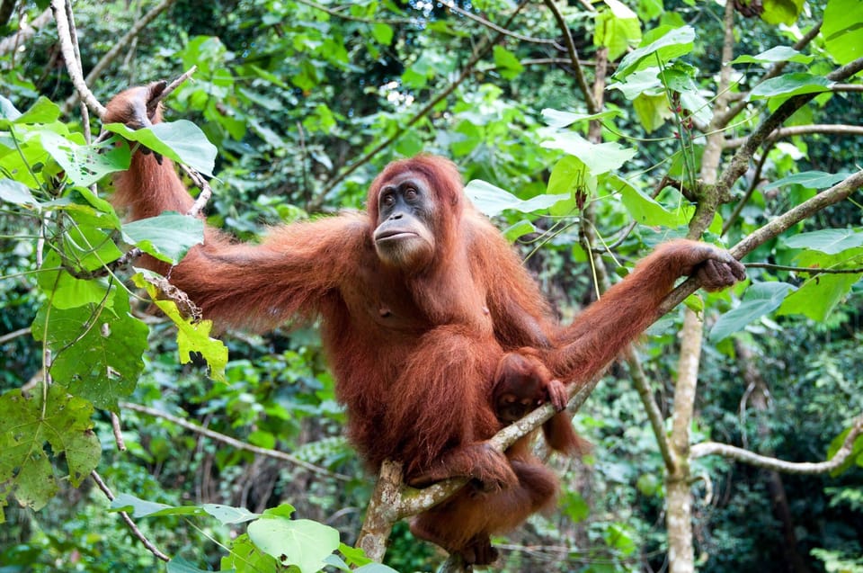 Sandakan: Orangutan Sanctuary Shared Day Trip Tour - Overview of the Tour