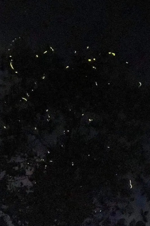 SANTA ANA FIREFLY WATCHING TOUR (Private) - Tour Duration