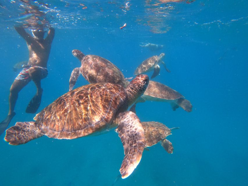 Sao Vicente: Snorkeling With Turtles Breathtaking Experience - Experience Overview