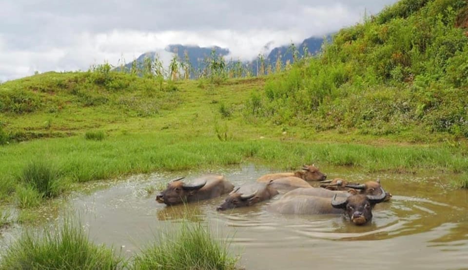 SAPA 2 Day Trekking & 1 Night Homestay With LOCAL PEOPLE - Tour Overview