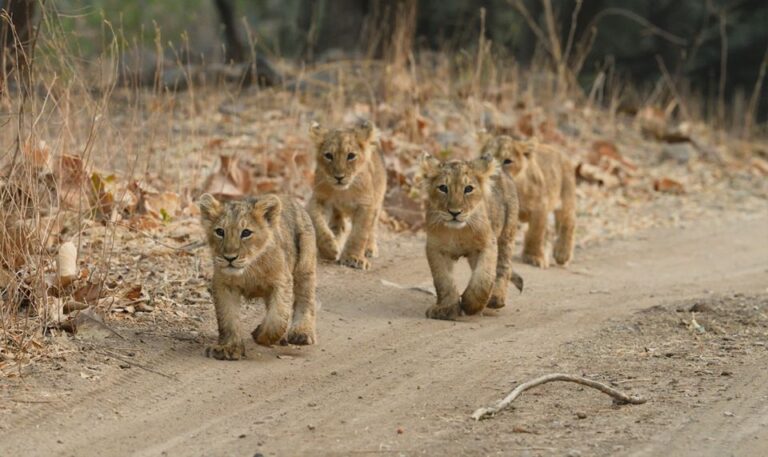 Sasan Gir: Devalia Park Safari With Skip-The-Line Access