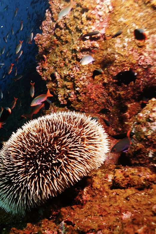 Scuba Dive in Madonna Rock, Nha Trang - Safety and Precautions