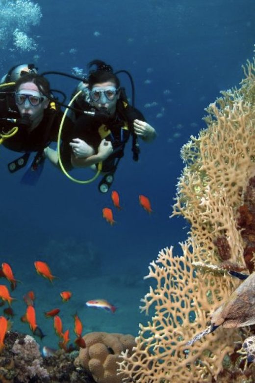 Scuba Dive in Nudibranch Gardens, Phu Quoc - Booking Information