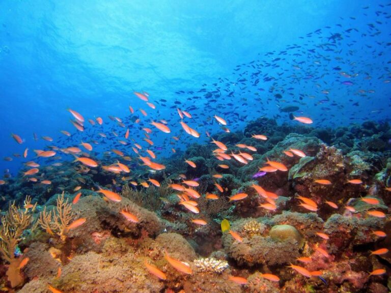 Scuba Diving at Dusk in Unawatuna