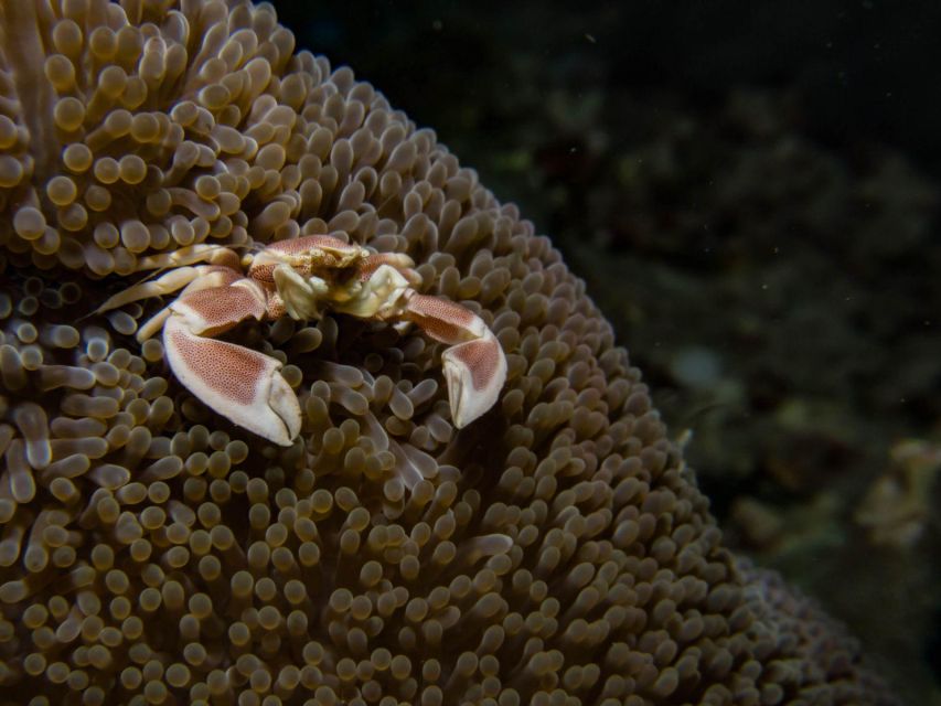 Scuba Diving in Boracay: SSI Advanced OW Certification - Course Overview