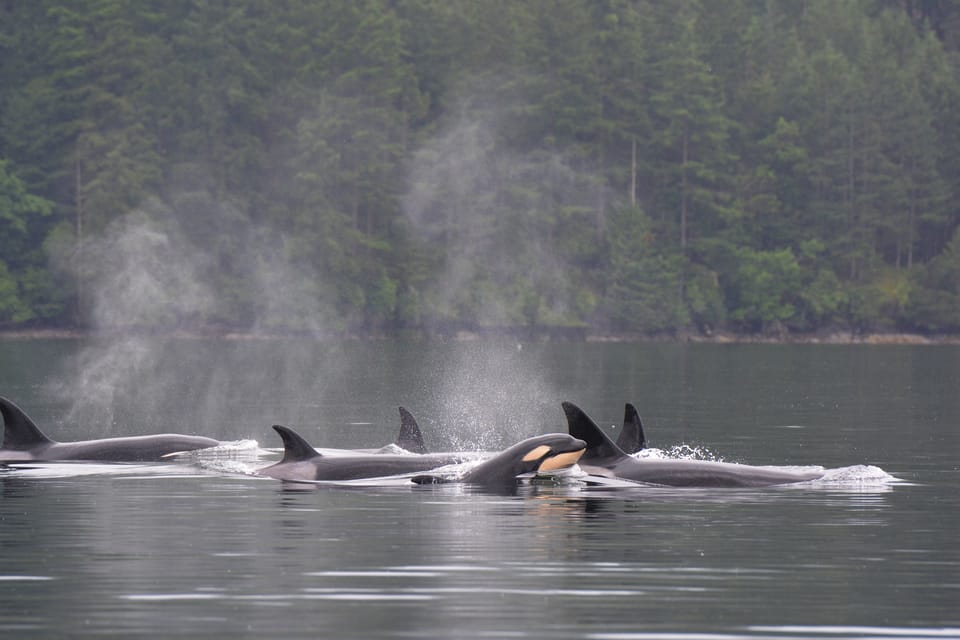 Seattle: Half-Day Wildlife and Whale Watching Cruise - Overview and Pricing