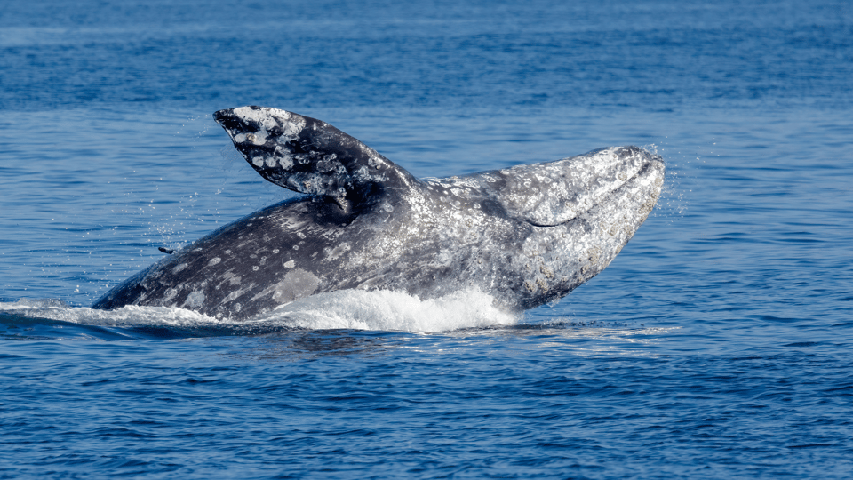 Seattle: Half-Day Wildlife and Whale Watching Cruise - Accessibility Features