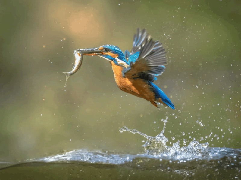 Selangor: Paya Indah Discovery Wetlands at Gamuda Cove - Ticket Pricing Details