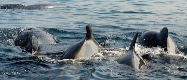 Senja: Deep Sea Whale Safari by RIB Boat